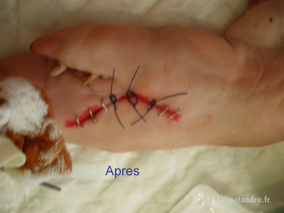 Formation Médicale point de suture sur pied de cochon - Apres